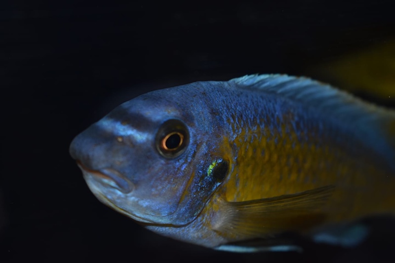 Labeotropheus fuelleborni 'Katale Island'